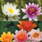 10 Pcs Heirloom Colorful Lotus Seeds