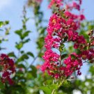 30 Pcs Bonsai Crape Myrtle Tree Red Flowers Seeds 30 Pcs Bonsai Crape Myrtle Tree Red Flowers Seeds