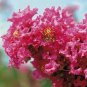 30 Pcs Bonsai Crape Myrtle Tree Red Flowers Seeds