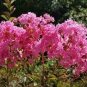 30 Pcs Bonsai Crape Myrtle Tree Red Flowers Seeds