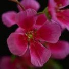 10 Pcs Geranium Peach Pink Red Compact Single Petals Flowers Seeds 10 Pcs Geranium Peach Pink Red Compact Single Petals Flowers Seeds