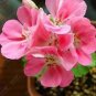 10 Pcs Geranium Peach Pink Red Compact Single Petals Flowers Seeds