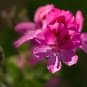 10 Pcs Geranium Peach Pink Red Compact Single Petals Flowers Seeds