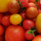 200 Pcs Tomoto Seeds mixed packed Purple Black Red Yellow Green Cherry Peach Pear