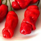 200 Pcs ADB Inc Penis Chill Red Hot Peter Pepper Seeds 200 Pcs ADB Inc Penis Chill Red Hot Peter Pepper Seeds