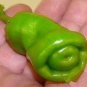 200 Pcs ADB Inc Penis Chill Red Hot Peter Pepper Seeds