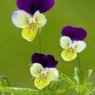 100 Pcs Pansy Seeds Wavy Viola Tricolor Flower Seeds
