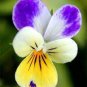 100 Pcs Pansy Seeds Wavy Viola Tricolor Flower Seeds
