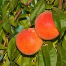 10 pcs Sweet Pink Red Peach Tree Seeds 10 pcs Sweet Pink Red Peach Tree Seeds