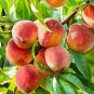 10 pcs Sweet Pink Red Peach Tree Seeds