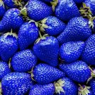 500 Pcs Blue Strawberry Seeds