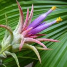 100 Pcs Rare Bromeliad Seeds Perennial Air Plants