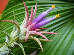 100 Pcs Rare Bromeliad Seeds Perennial Air Plants