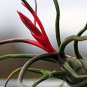 100 Pcs Rare Bromeliad Seeds Perennial Air Plants