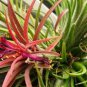100 Pcs Rare Bromeliad Seeds Perennial Air Plants