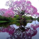 200 Pcs Senior Paulownia Seed 4 Different Color Flowering Plants