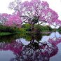 200 Pcs Senior Paulownia Seed 4 Different Color Flowering Plants