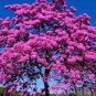 200 Pcs Senior Paulownia Seed 4 Different Color Flowering Plants