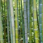 100 Pcs Giant Wholesale-Large Phyllostachys pubescens moso bamboo seeds