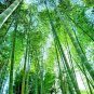100 Pcs Giant Wholesale-Large Phyllostachys pubescens moso bamboo seeds