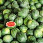 50 Pcs Watermelon seeds