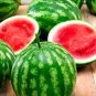 50 Pcs Watermelon seeds