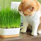 200 Pcs Higarden Cat grass seed grass seed eating kittens 200 Pcs Higarden Cat grass seed grass seed eating kittens