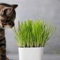 200 Pcs Higarden Cat grass seed grass seed eating kittens