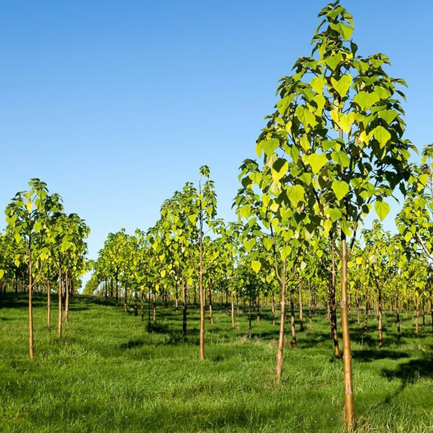 200 Pcs fast growing tree Paulownia seeds