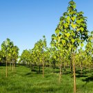 200 Pcs fast growing tree Paulownia seeds 200 Pcs fast growing tree Paulownia seeds
