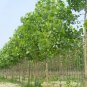 200 Pcs fast growing tree Paulownia seeds
