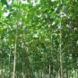 200 Pcs fast growing tree Paulownia seeds