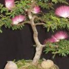 100 Pcs Albizia Julibrissin Mimosa Bonsai Persian Pink