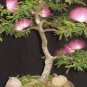 100 Pcs Albizia Julibrissin Mimosa Bonsai Persian Pink