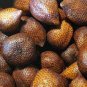 20 Pcs Salak Seed World Snakeskin Fruit Seeds Like Ginseng Fruit Very Delicious