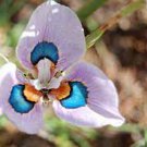 200 Pcs Phalaenopsis Butterfly Orchid Seeds Flower Seeds
