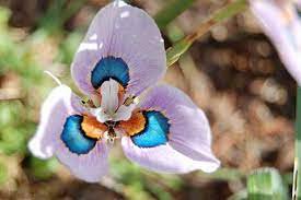 200 Pcs Phalaenopsis Butterfly Orchid Seeds Flower Seeds
