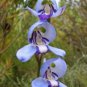 200 Pcs Phalaenopsis Butterfly Orchid Seeds Flower Seeds