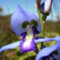 200 Pcs Phalaenopsis Butterfly Orchid Seeds Flower Seeds