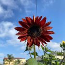 50 Pcs SunFlower Velvet Queen