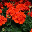 10 Pcs Geranium 'Avenida' Pink Orange Flowers