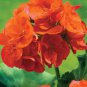 10 Pcs Geranium 'Avenida' Pink Orange Flowers