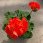 10 Pcs Geranium 'Avenida' Pink Orange Flowers