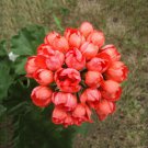 10 Pcs Geranium Orangish Red Ball-typed Big Blooms Bonsai Flowers 10 Pcs Geranium Orangish Red Ball-typed Big Blooms Bonsai Flowers