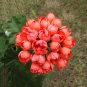 10 Pcs Geranium Orangish Red Ball-typed Big Blooms Bonsai Flowers