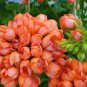 10 Pcs Geranium Orangish Red Ball-typed Big Blooms Bonsai Flowers
