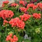 10 Pcs Geranium Orangish Red Ball-typed Big Blooms Bonsai Flowers