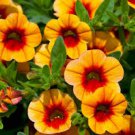 200 Pcs Apricot Punch Calibrachoa Organic Petunia Seed