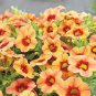 200 Pcs Apricot Punch Calibrachoa Organic Petunia Seed