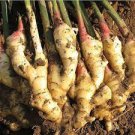 100 Pcs Perennial ginger seeds vegetable seeds zingiber officinale seeds
